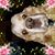 Brenda Faye Williams's profile image