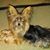 Bennetta C Henderson's profile image