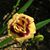 Deborah Miller-gurchak's profile image