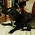 Scarlett Janeway-Keck's profile image