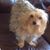 Lorette Honey's profile image