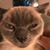 Maureen Kjelshus Vandal's profile image