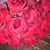 Karen King Pierson's profile image