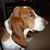 Tammy Dineff's profile image