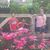 Vicki Burroughs's profile image