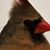 Diana Craft's profile image