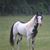 Leisha Wethington Holzknecht's profile image