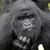 Andrew Pickett's profile image