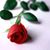 Rose Hughes's profile image