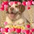 Marjorie Toback's profile image