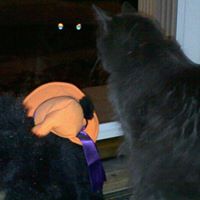 Sue Roberts Larson's profile image