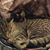 Thomas J Sandstrom's profile image