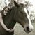 Janette Zeisig's profile image