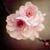 Susan Vanderpool Dean's profile image
