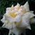Wayne Wylie's profile image