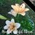Ann Williamd's profile image