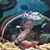 Sharon Jo Schirman's profile image