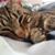 Shannon Kimberley's profile image