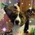 Sonja Zaggy Benavidez's profile image