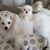 Maria De Lourdes Pinto's profile image
