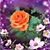 Sylvie Anne Rodgers's profile image