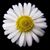 Tracey Gentry-Binns's profile image