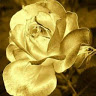 Joyce G.'s profile image