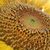 Ann Vowels's profile image