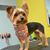 Sophie Bella's profile image