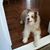 Cheri Duckett's profile image