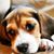 Tracy Faust's profile image