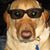 Bill Schneider's profile image