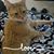 Laurie-Jean Carlson's profile image