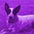 Cindy Mulvihill's profile image