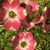 Christie McAnulty Hendershott's profile image