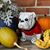 Colleen Sauls's profile image
