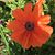 Cindy Underwood Butler's profile image