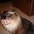 Amy Brunkow McNeely's profile image
