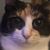 Kelly Wallace's profile image