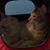 Linda Cast's profile image