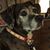 Ivor Pick's profile image