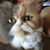John Manousaridis's profile image