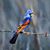June Collins Catanzarite's profile image