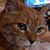 Shannon Kelleher's profile image