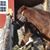 Carol Gosselin's profile image