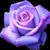 Carol Noll's profile image