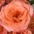 Lisa Gomez Dowd's profile image