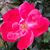 Lucia Llana's profile image