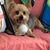 Cheryl Gambino Stanke's profile image