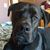 Sheryl Kaps-Broniak's profile image